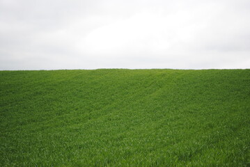 Champ de blé