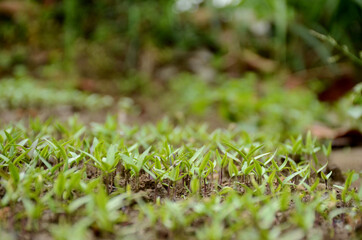bunch the small green chilly plant soil heap over out of focus green brown background.