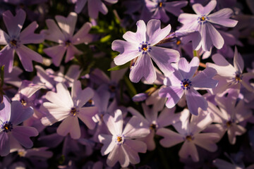 Close-up of purple blooming moss phlox flowers in the spring