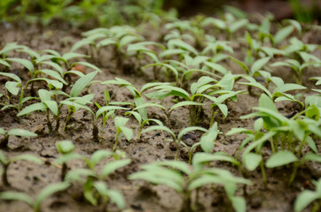 bunch the small green lady finger plant soil heap over out of focus green brown background.