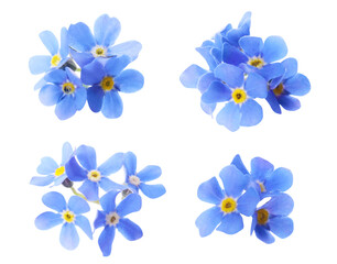 Fototapeta na wymiar Set with beautiful tender forget me not flowers on white background