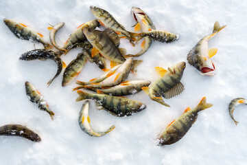 catch of perch on winter fishing. Freshly caught trophy snow background. - obrazy, fototapety, plakaty
