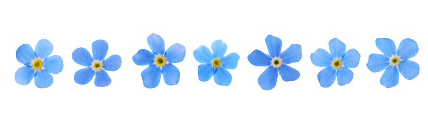 Set with beautiful tender forget me not flowers on white background. Banner design - obrazy, fototapety, plakaty
