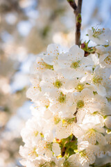 Sour cherry tree branch full of blooming white flowers