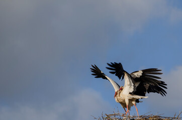two storks in the nest with outstretched wings