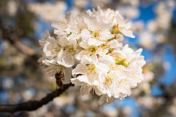 Obraz premium Bees pollinating a sour cherry tree branch full of blooming white flowers