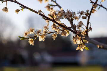 spring in the park