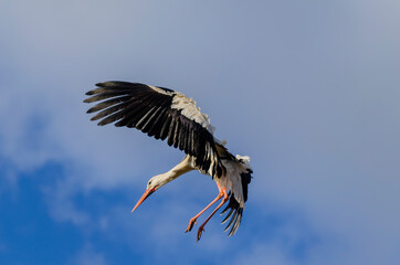 white stork landing in the nest