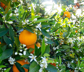 Valencian orange and orange blossoms. Spain. Spring harvest