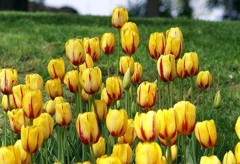 Incredible photo of yellow tulip flowers in a garden.
