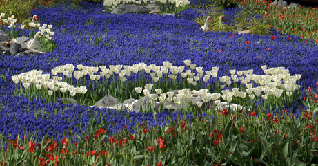 Marvelous shot of white and blue tulip flowers.