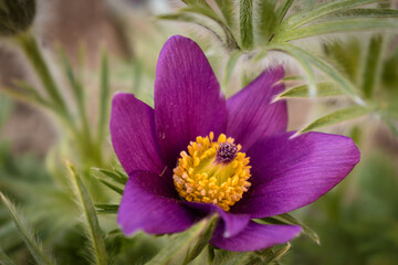 Closeup of a purple pasqueflower (pulsatilla) blooming in a garden in spring