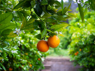 Valencian orange and orange blossoms. Spain. Spring harvest