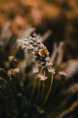 Anillo de novio. Accesorios para novio. Preparativos el día de la boda en casa de la novio. Sello.