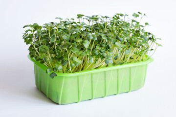 Radish seedlings in a plastic container close-up.
