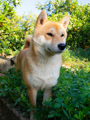 Shiba Inu puppy looks like a little fox