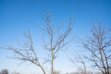 Fototapeta na wymiar dry plant against blue sky