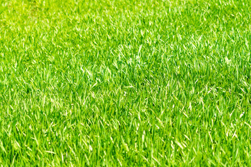 Fresh green grass background