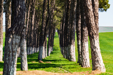 Green alley of pine trees