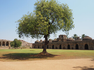 Tree Hampi Karnataka India