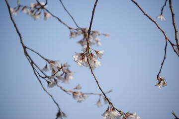 薄墨桜