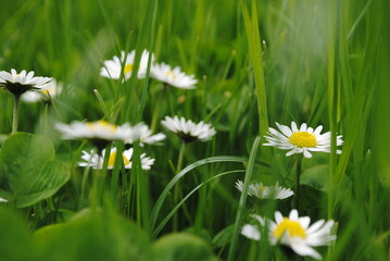 Pâquerette vivace (Bellis perennis) dans une pelouse en été © Julien Rondez