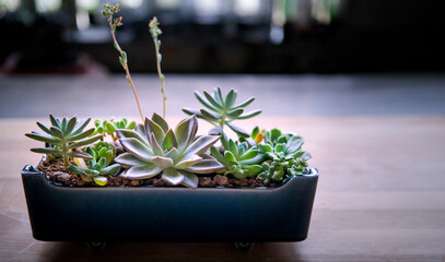 succulent plant arranged in blue pot