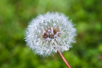 Close-up white blowball dandelion on a green meadow background. Make a wish concept or summer time concept.
