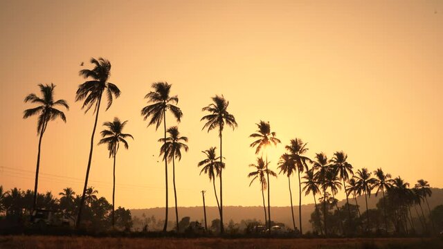 Silhouette of palm trees during sunset in Goa