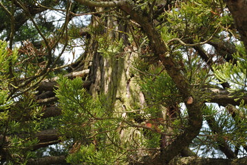 Séquoia, Sequoiadendron giganteum