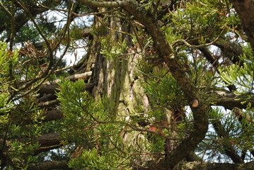Fototapeta premium Séquoia, Sequoiadendron giganteum