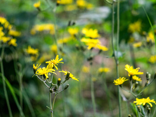 The yellow flowers with white fluff are like dandelions.