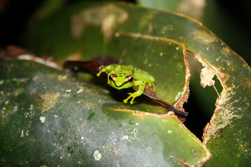 Close up face of Guibemantis pulcher frog in the rain forest of Andasibe National Park. Gorgeous bright green frog staring at the camera. Tree frog Mantellidae endemic to Madagascar.