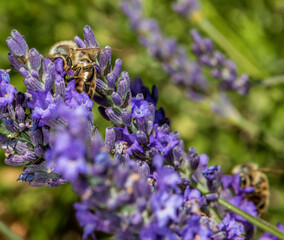 Abeille sur un brin de lavande à Mévouillon, Drôme, France