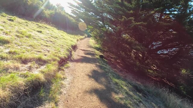 walking track with tiny wallaby jumping away towards thick vegetation as the camera approaches