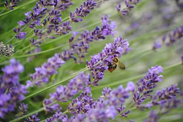 Fotobehang Lavandula, lavande et abeille butinant © Julien Rondez