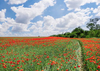 blooming red poppy, poppy field and saturated blue sky with clouds