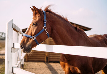Portrait of a handsome brown stallion standing in a levada next to the stable and looking to the...