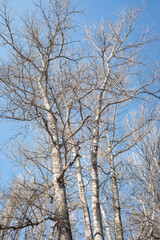 Fototapeta na wymiar Dry tree branches on blue sky with white clouds