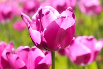 チューリップ 春 パープル グリーン パステル 花畑 美しい 綺麗 満開 かわいい 新生活