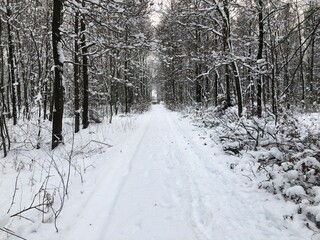 ścieżka w lesie pokryta śniegiem 