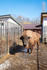 big bison in the zoo behind bars