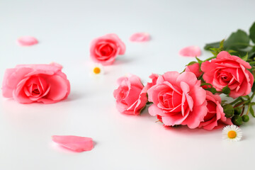 Fototapeta Beautiful red rose flowers on a white background with petals, bouquet, isolated. Blooming pink roses - a symbol of love, celebration, weddings. Postcard obraz
