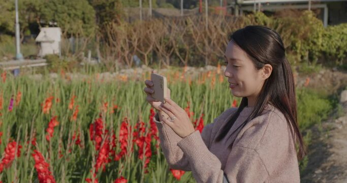 Woman take photo on cellphone in red gladiolus flower farm