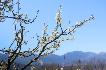 Spring blossoms on a tree. Selective focus.