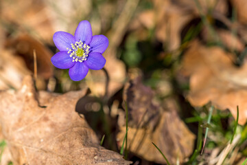 Hepatica Nobilis in flower surrounded by dead leaves in the undergrowth