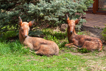 Wild Deer Fawn under the pine tree branches in a sunny day on lawn. Portrait of artificial Roe Deer Fawn.