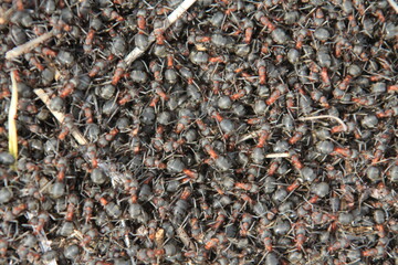 a large cluster of ants