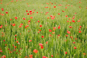 Champ de blé et coquelicot