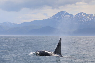 Fototapeta premium 知床の海に回遊する野生のシャチ（北海道羅臼沖）